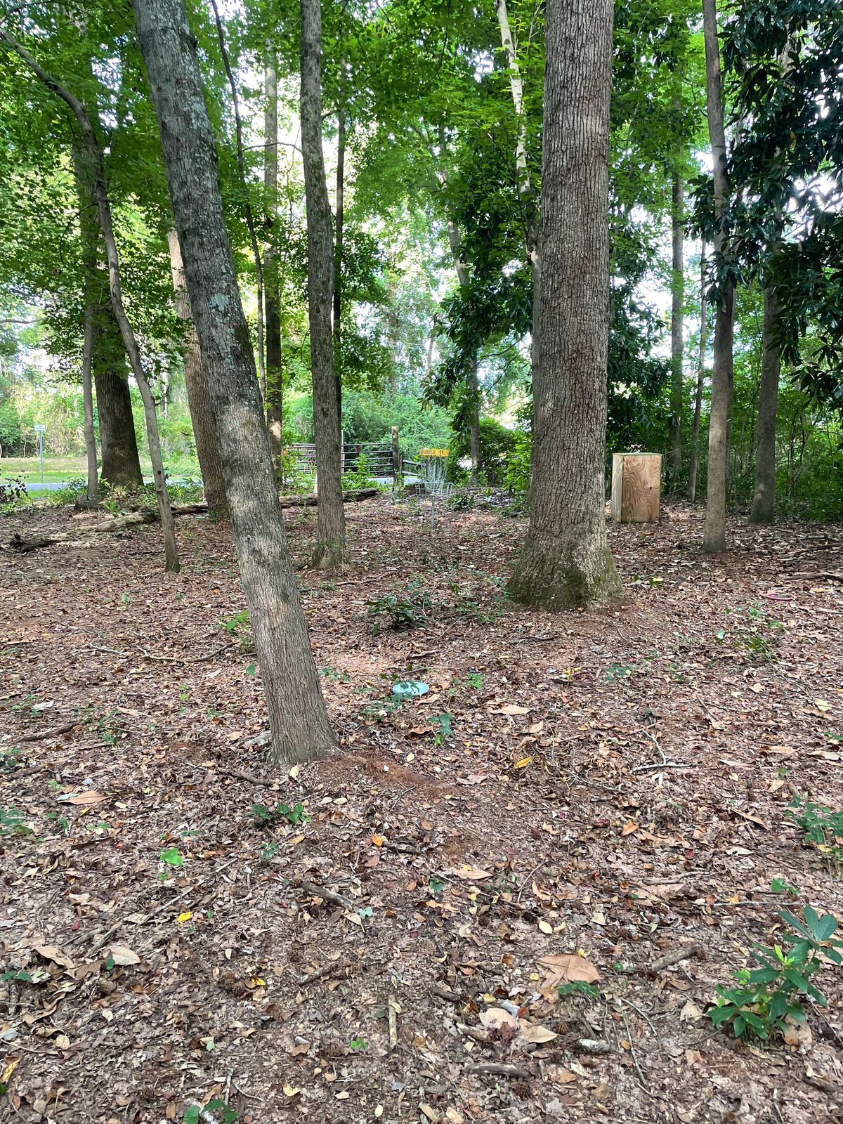Hole #3 Approach To The Basket 