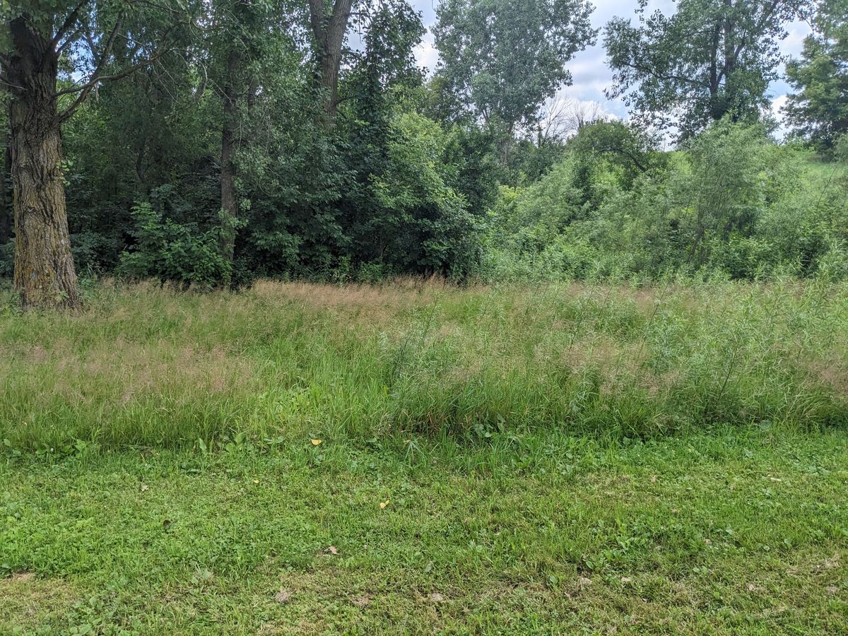 That used to be a respectable bail-out zone if you missed your backhand line on 7. Now it's full of ticks and ivy.