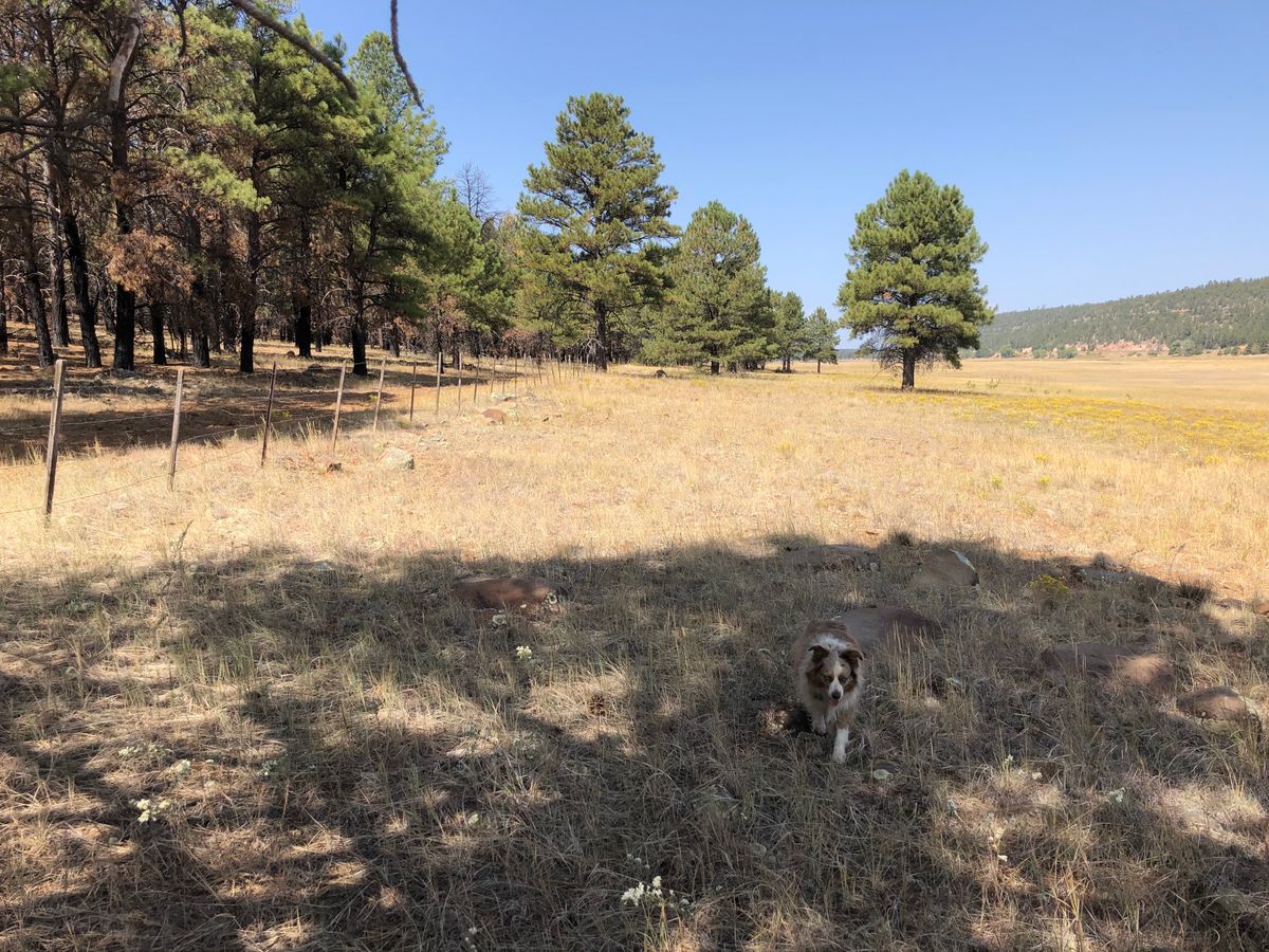 Kahuna showing off Hole 16s Meadow