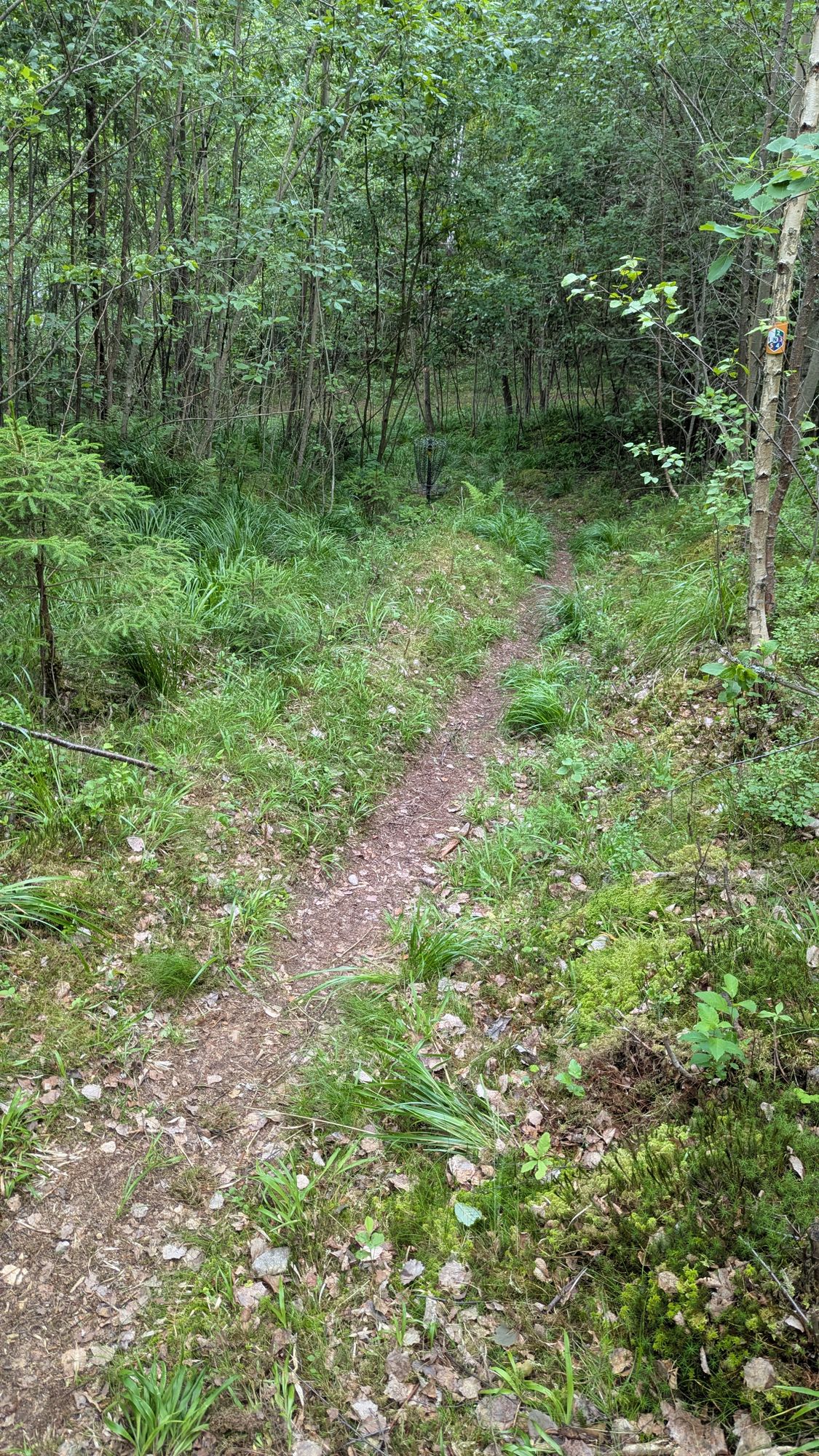 En korg i backen