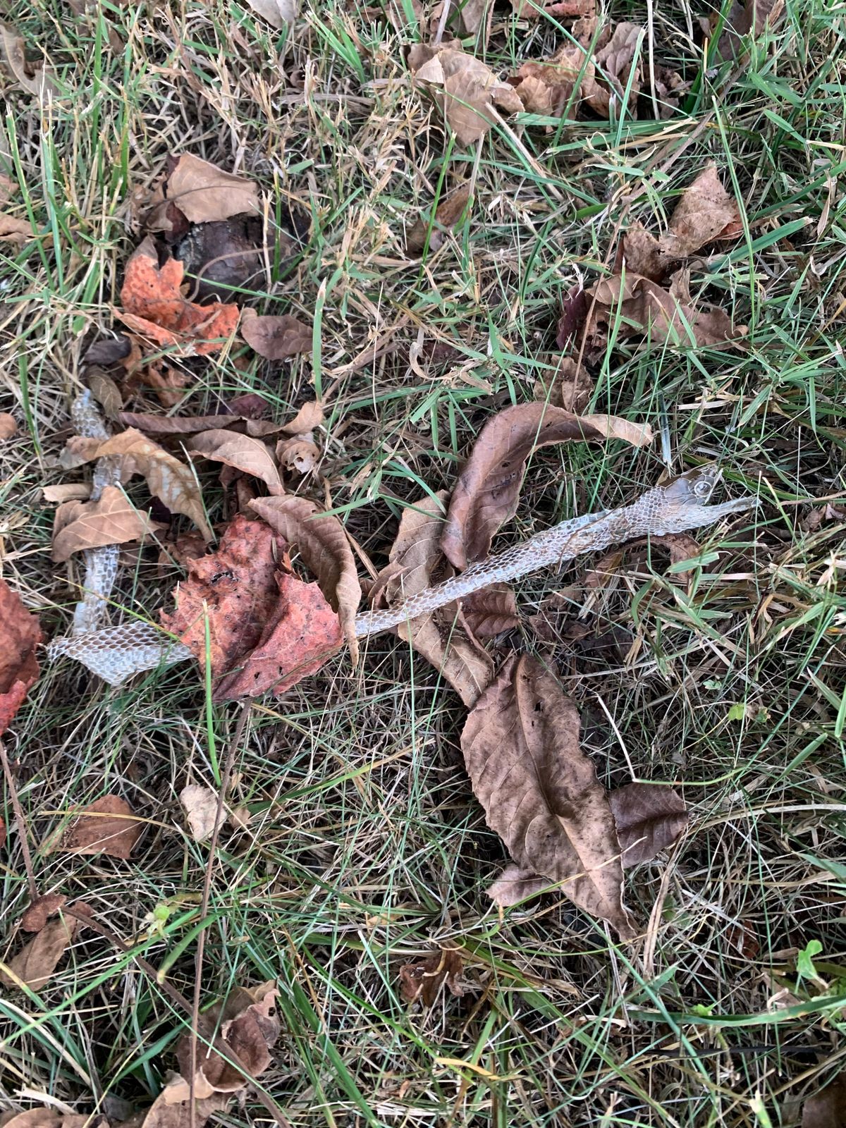 Watch for snakes 😎