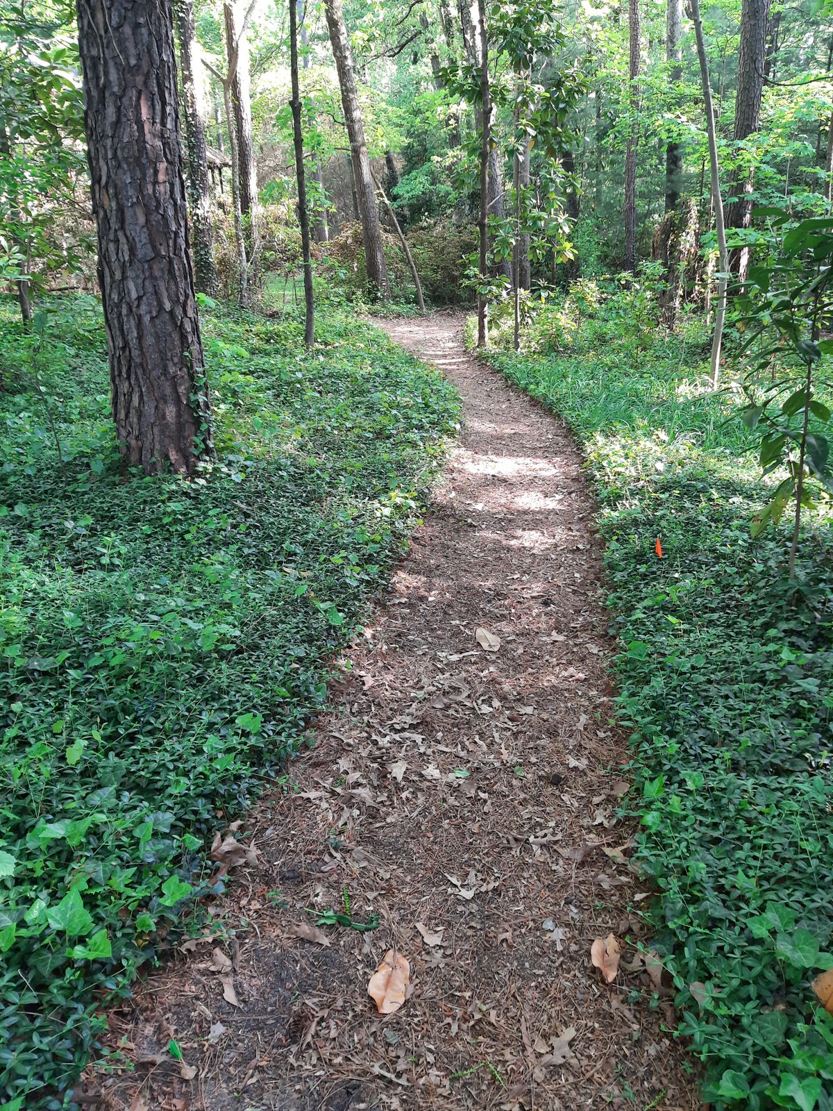 Hole 6 White , Gold, and Par 3 Layout Tee