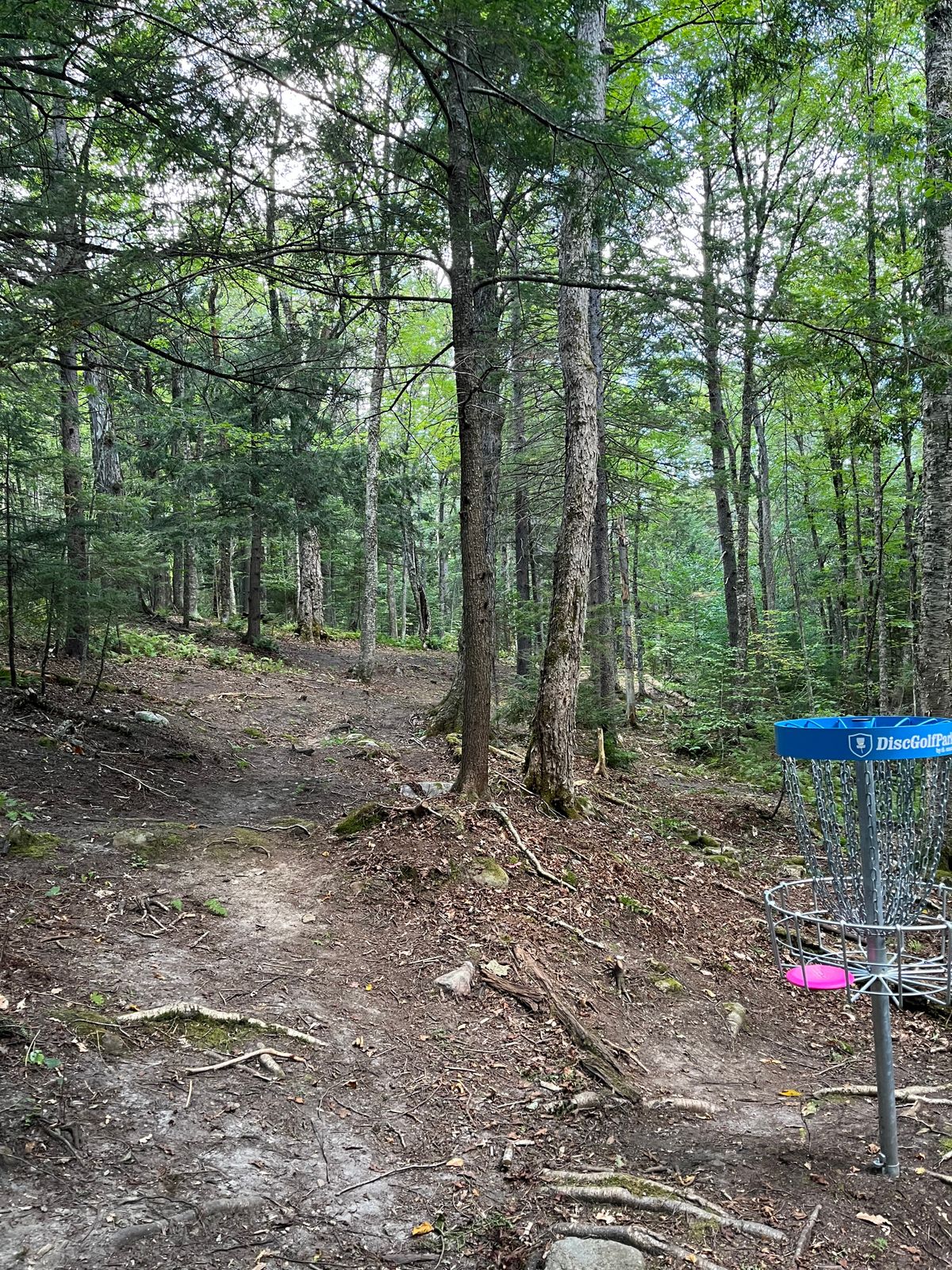 Hole 2 basket looking up fairway
