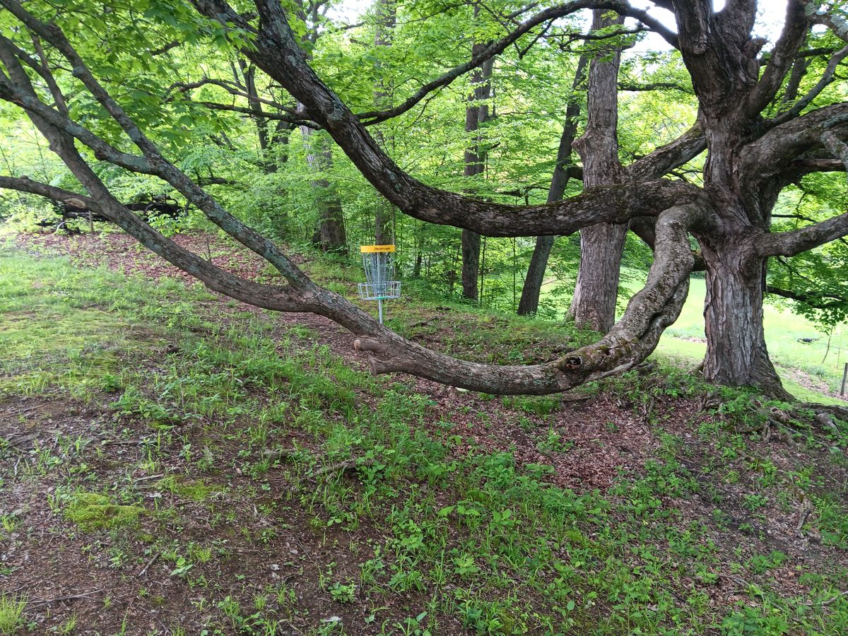 Hole 4 basket.