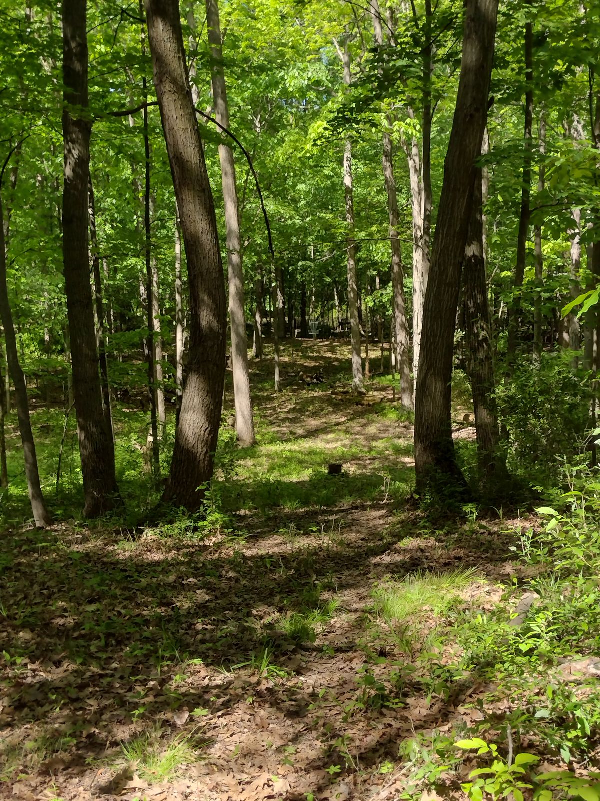 Tee from hole 11