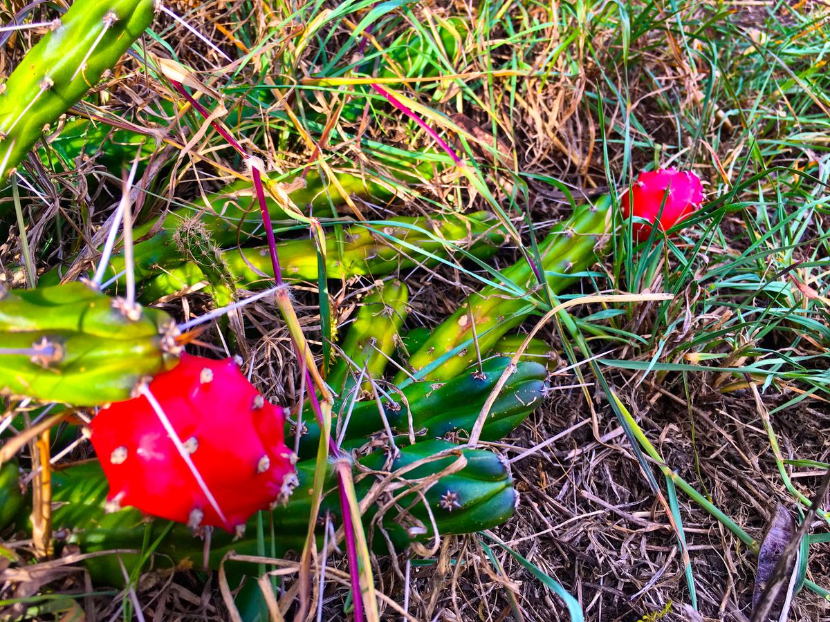 Dangerous and Delicious (ONO!). Pānini (prickly pear) ripen in Jan Feb. if you are lucky enough.