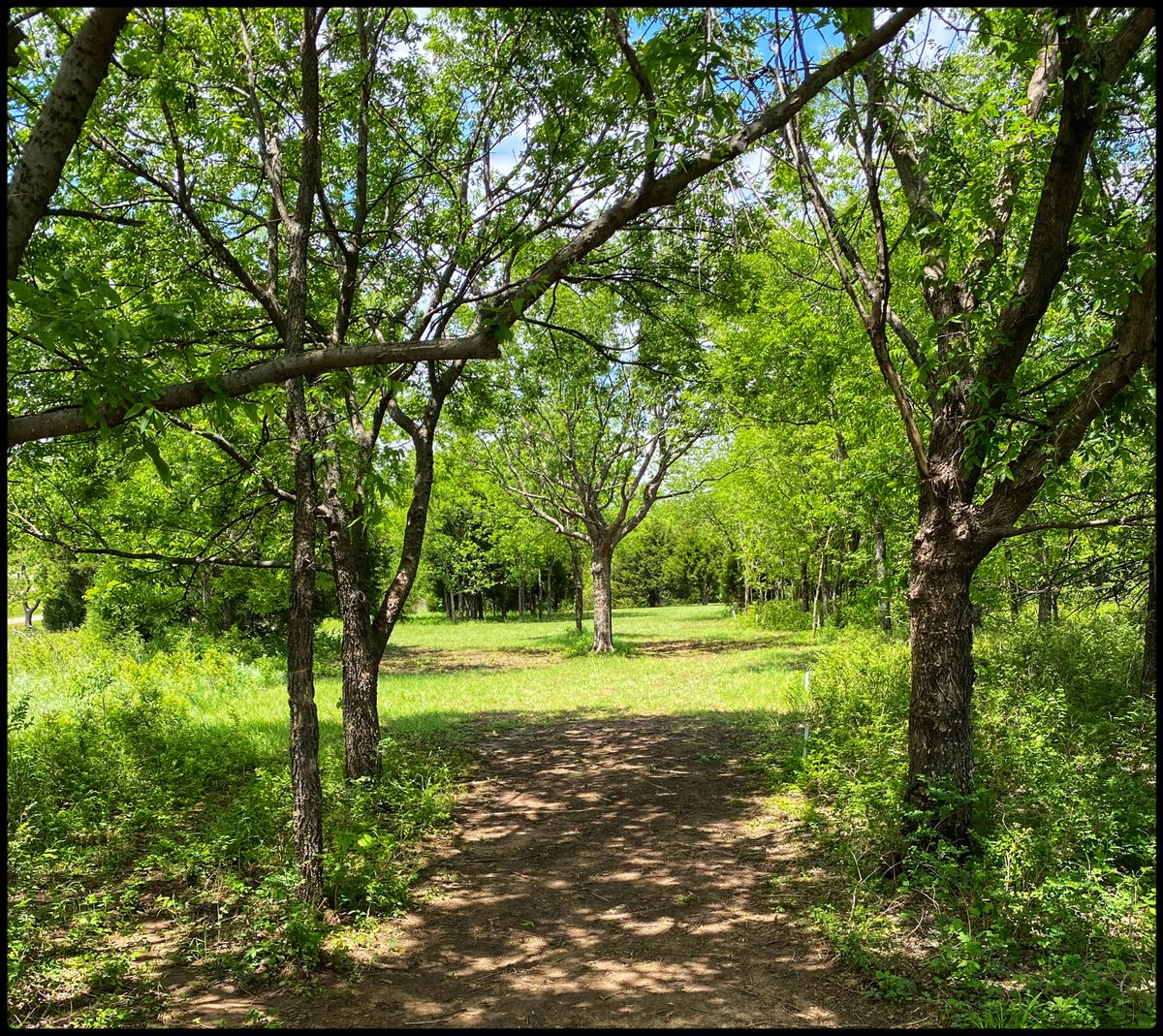 #1 Fairway from Tee- throwing north