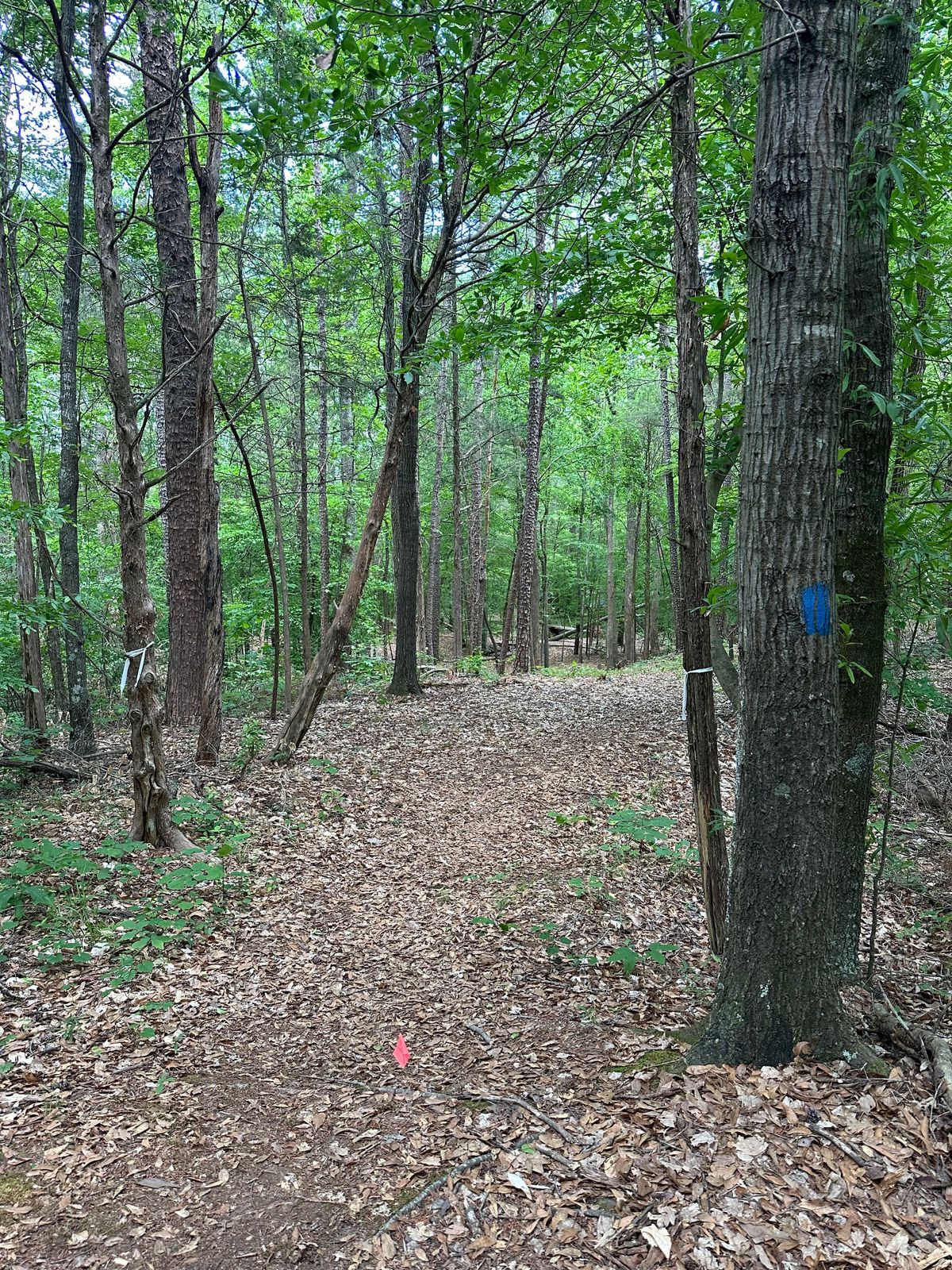 Hole 4 tee
