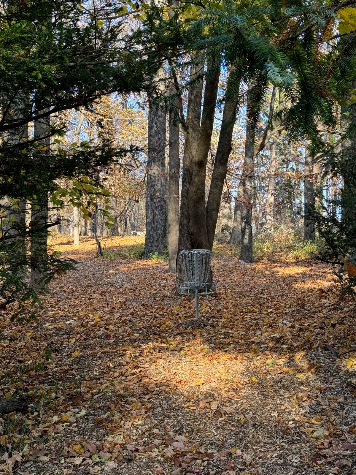 Hole 8 Basket