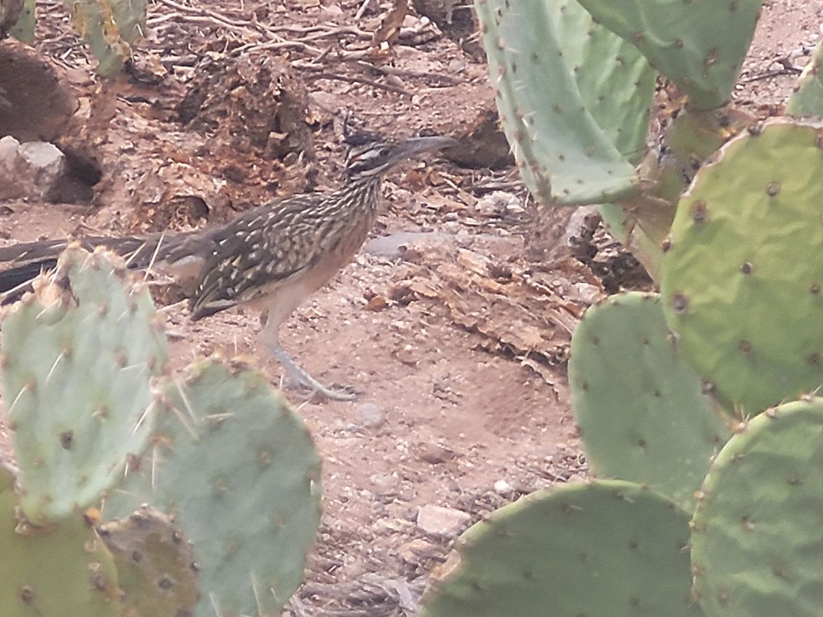 Roadrunners run the course more than the designers, let's be real.