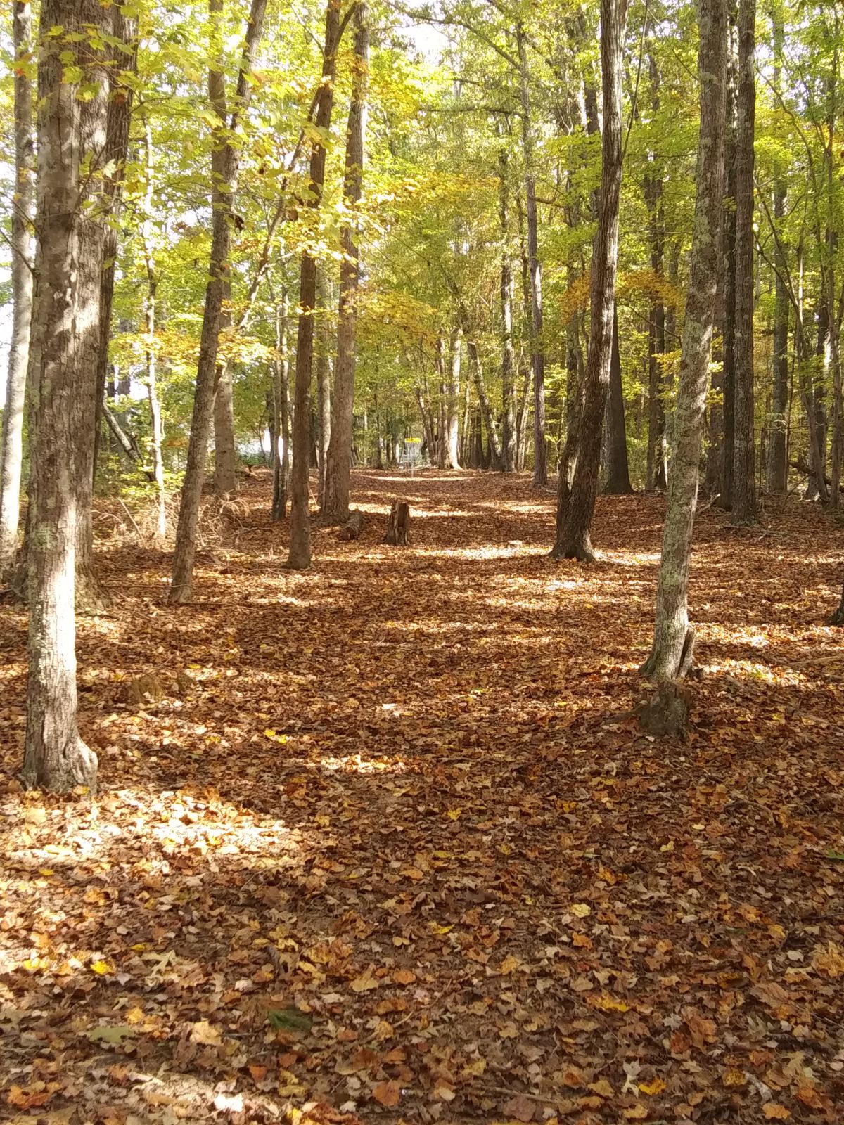 Hole 18 fairway and basket.