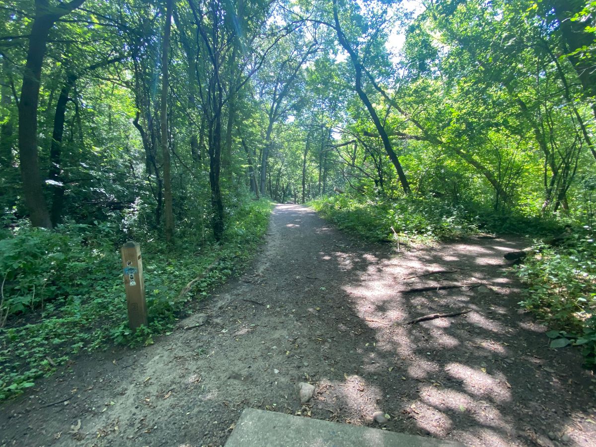 Into the deep woods on #16