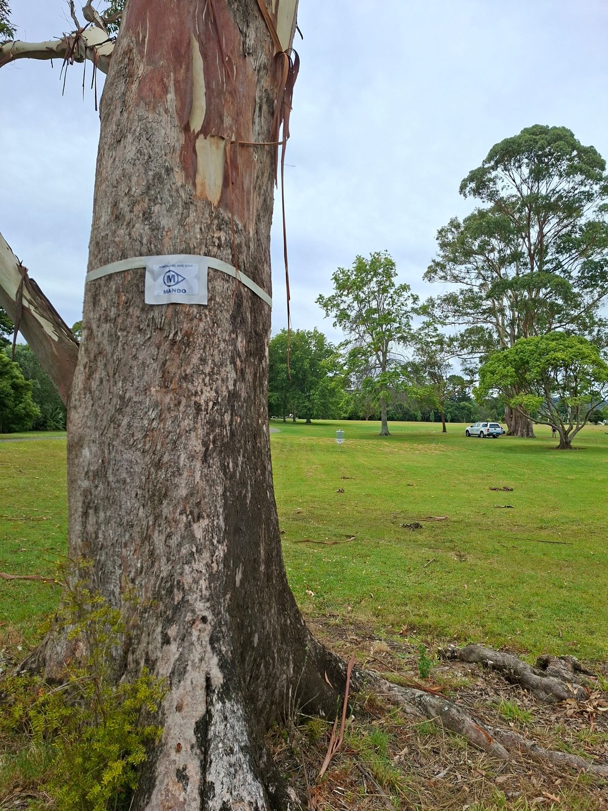 Hole 9 mando tree, disc must pass to the right.