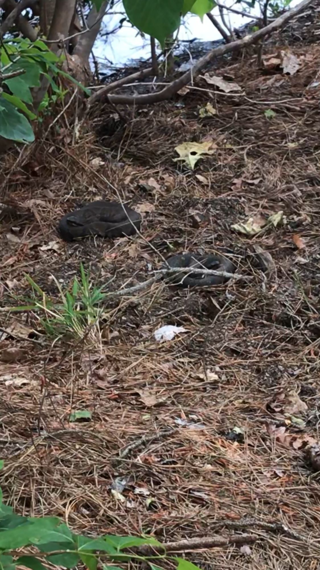 Coming off of hole 8