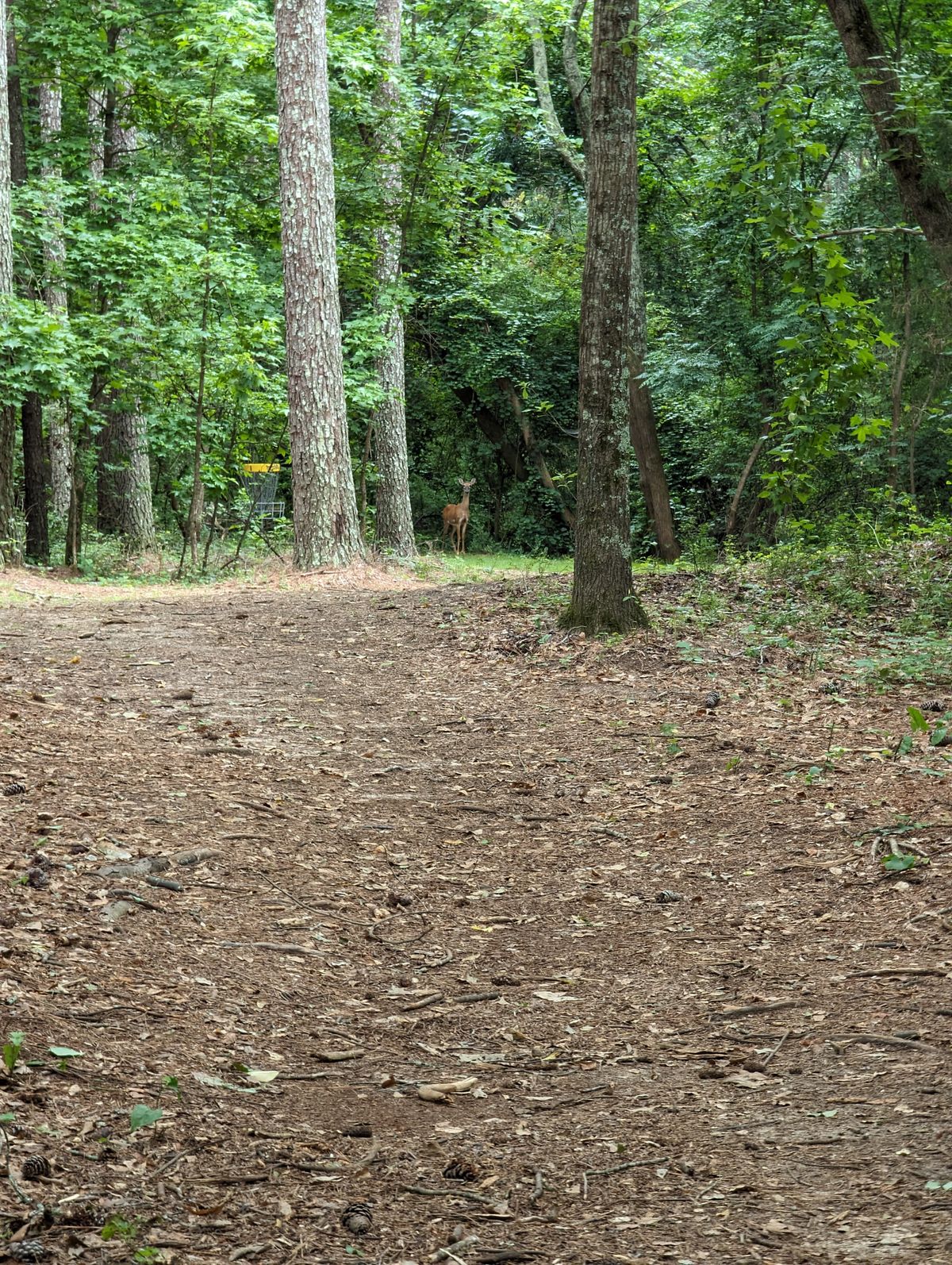 The beauty of wooded courses.