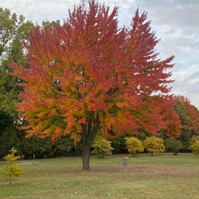 Fall colors featuring hole 3 basket.