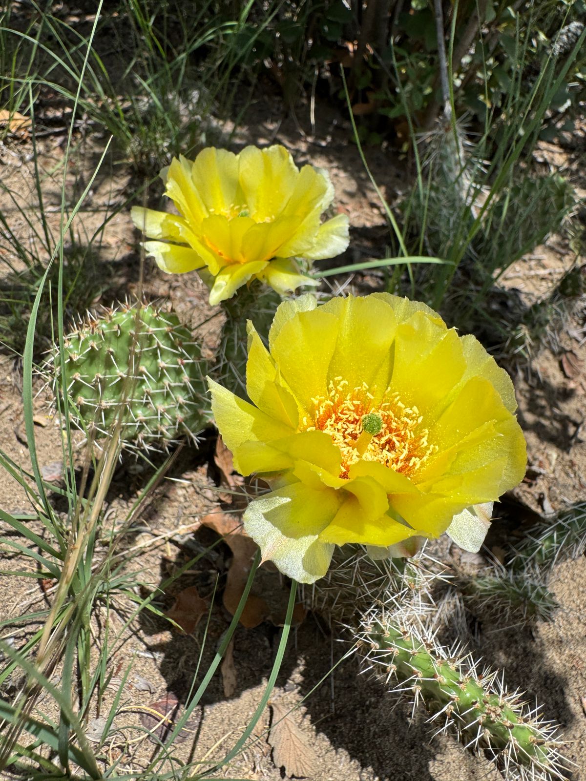 Cactus on your way to tee #10