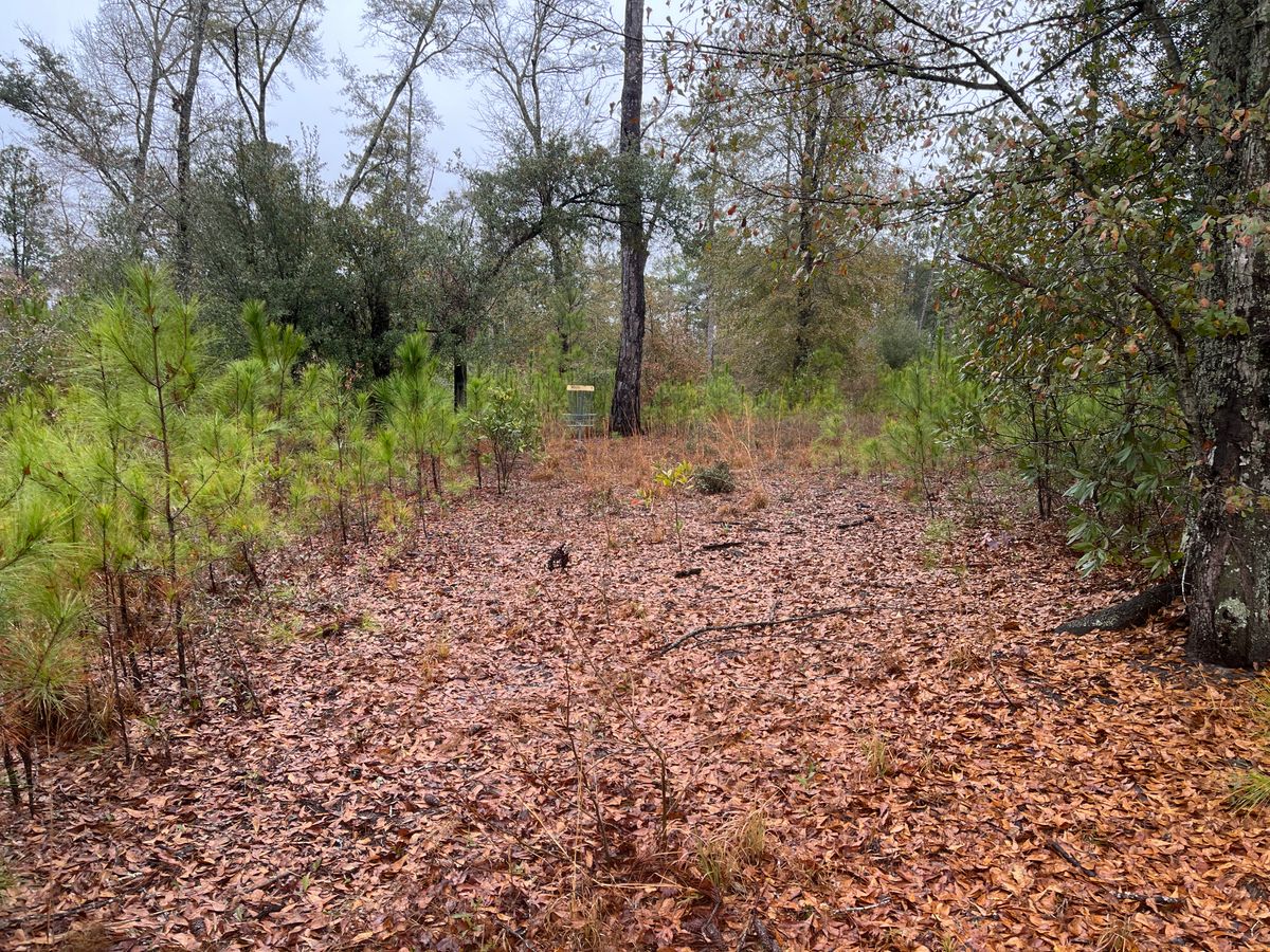 Hole 1 basket