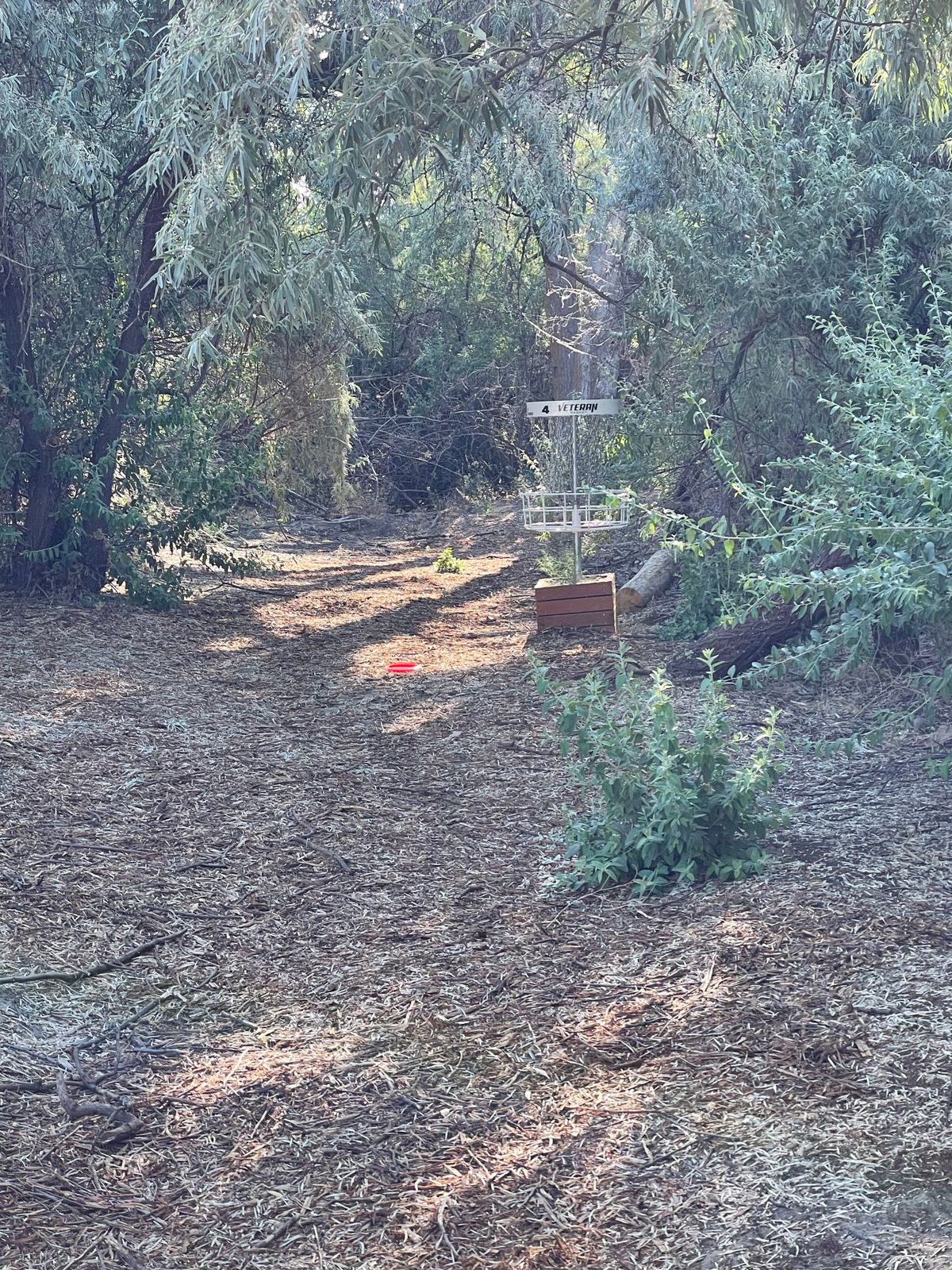 Hole 4: basket is down through a tree tunnel--challenging but cool!