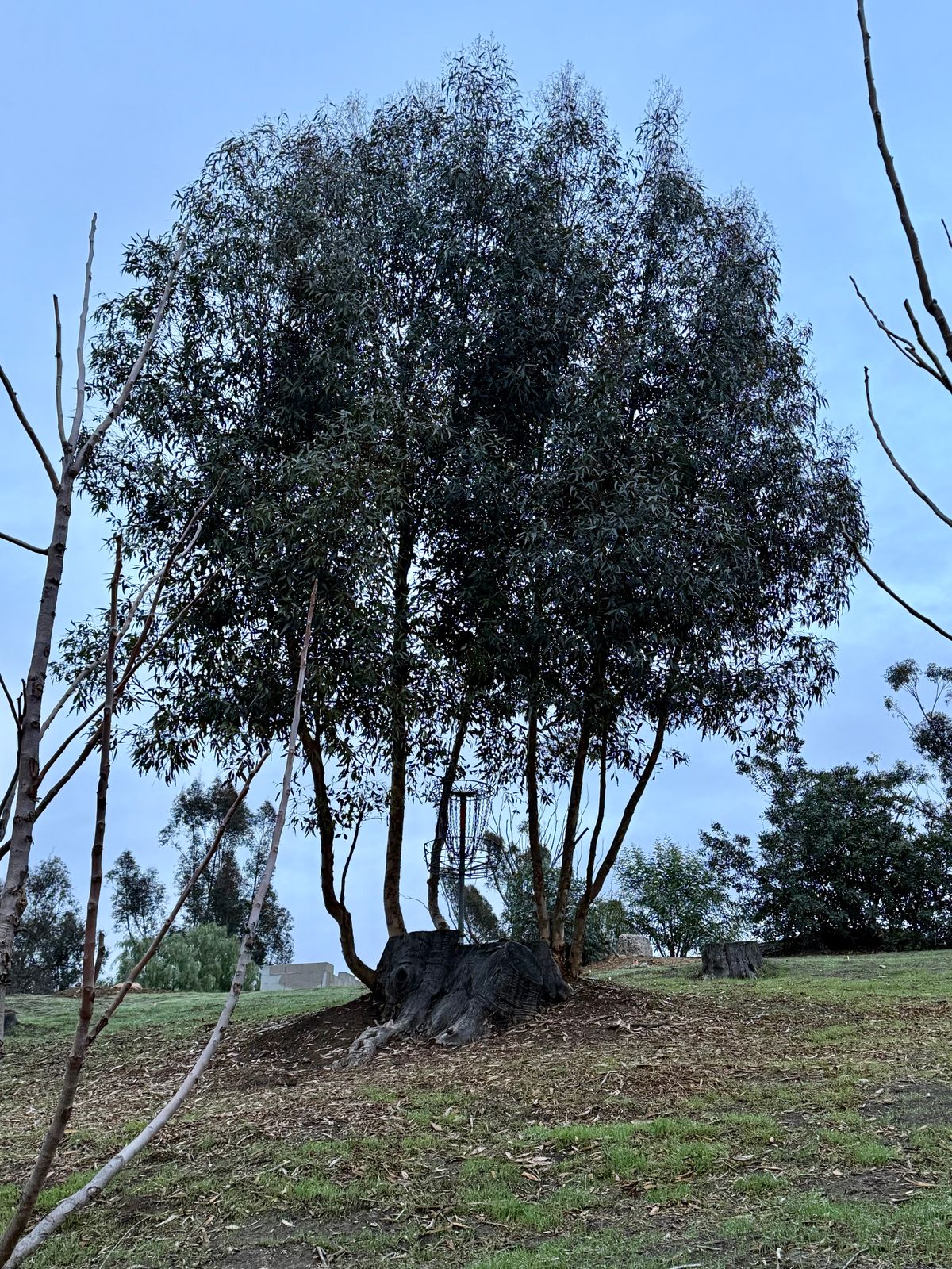 Lower Stump 2025