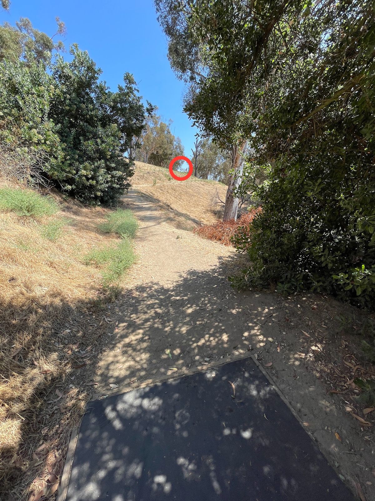 Basket #12 VERY EASY to lose a disc here. If it rolls down the embankment on the right, it’s gone.