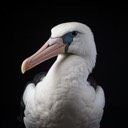 albatrost