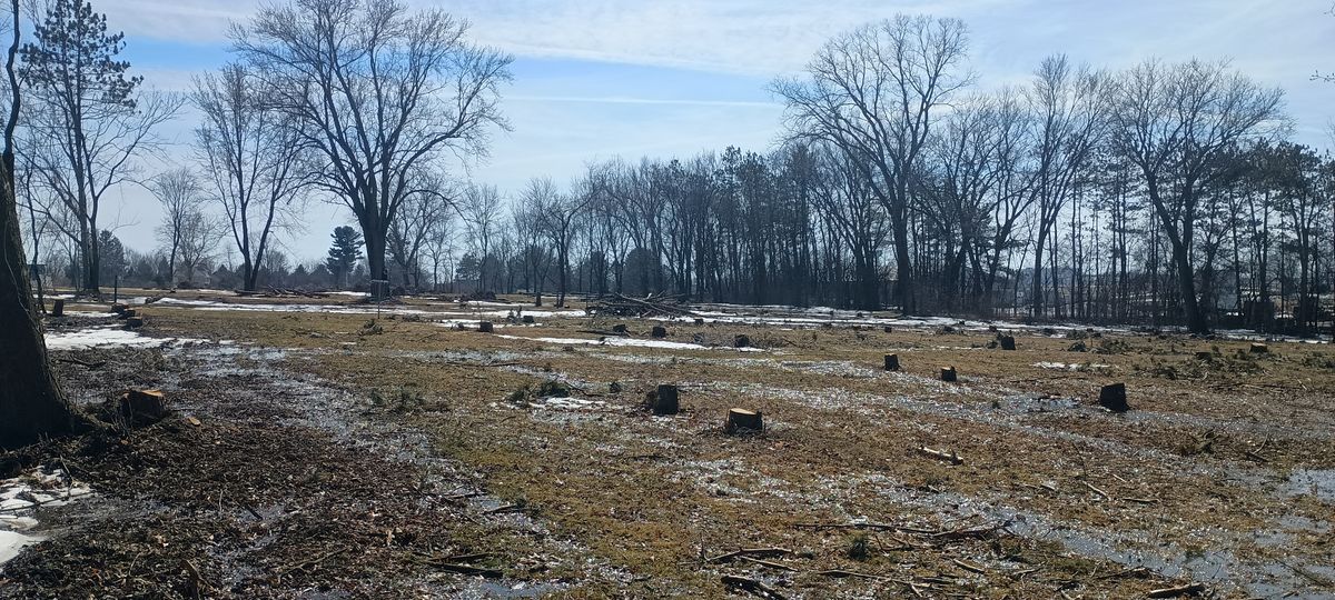 No more free-standing pines for The Pines Disc Golf Course. View from Teepad 9 looking south across the majority of the course.