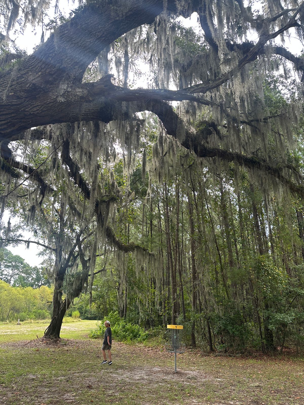 The beautiful tree above hole 1.