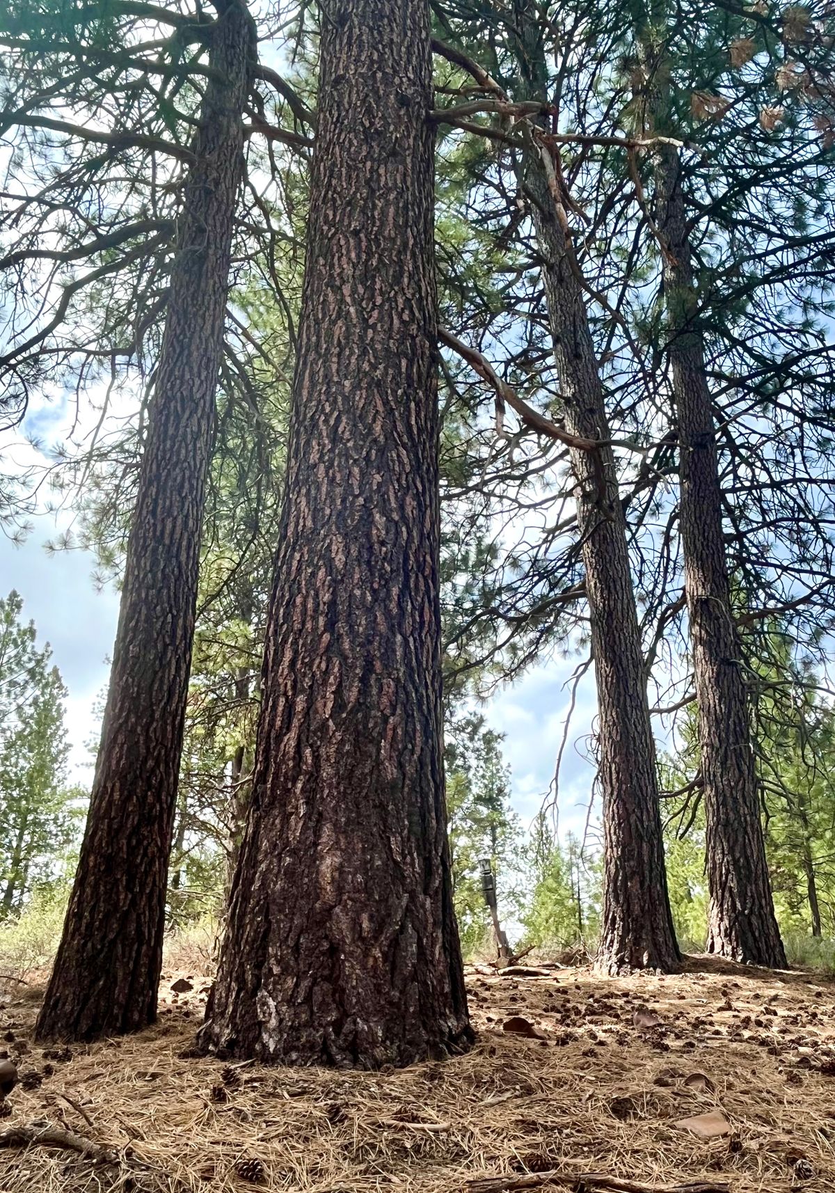 Ponderosa pines on hole 7