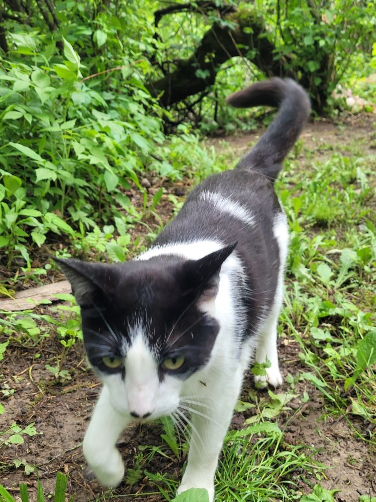 Friendly cat likes to hang out around hole 1's tee!