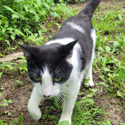 Friendly cat likes to hang out around hole 1's tee!