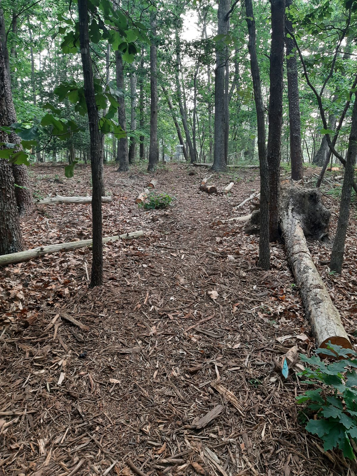 Hole 7 Tee