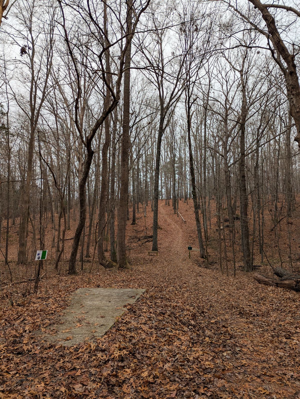 #17 from long tee