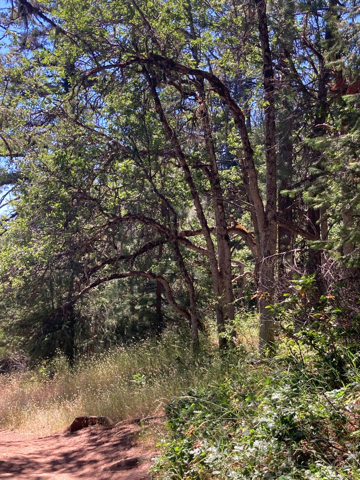 trees showing your RHBH flight path next to hole 12’s tee pad