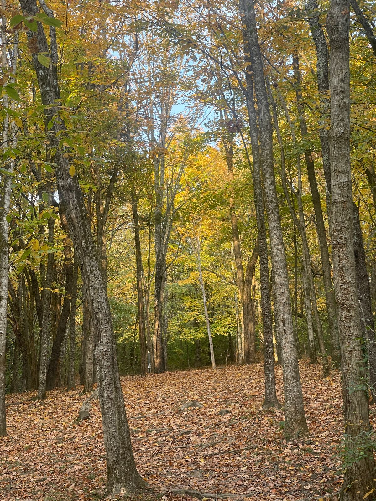 Hole 4