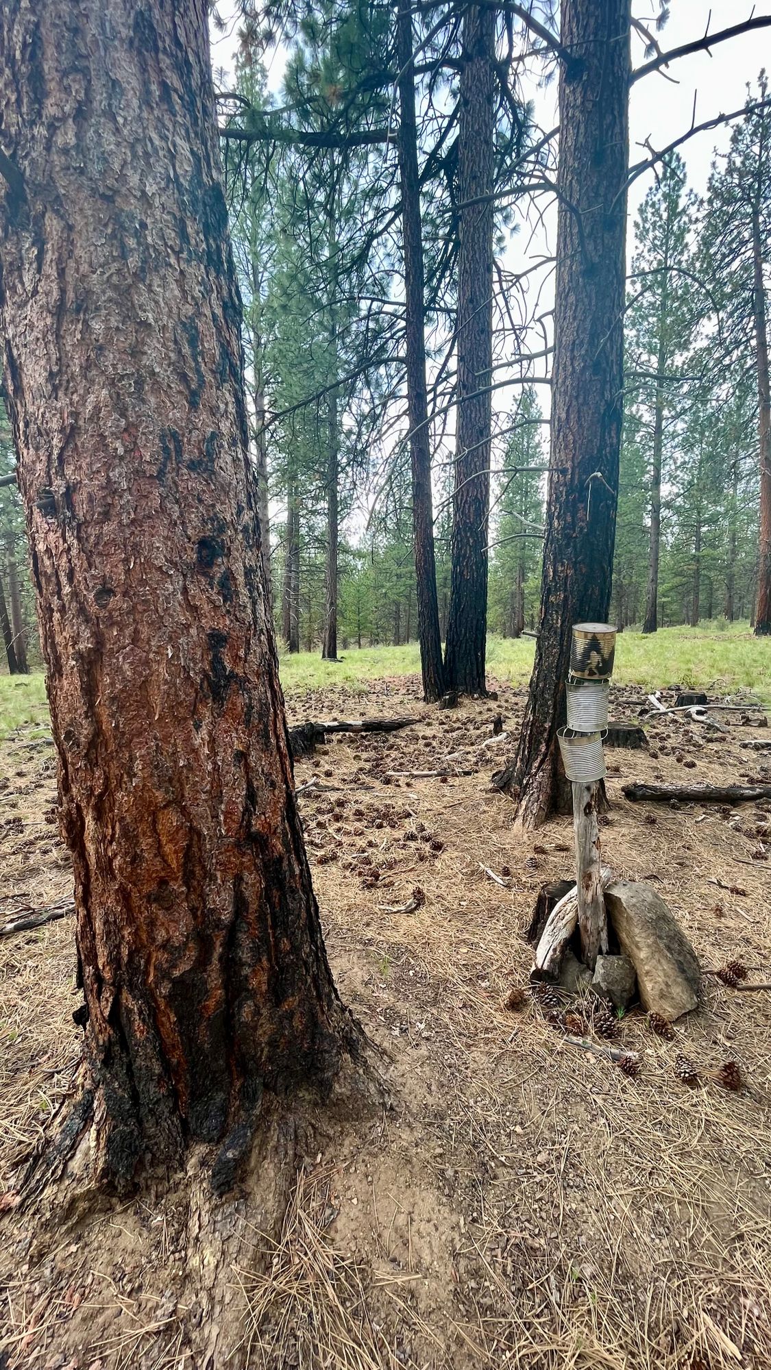 Cans on hole 14
