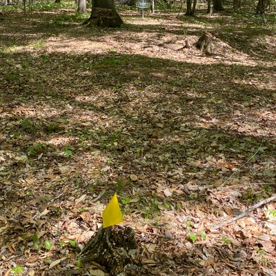 Mando tree and missed mando flag on #6