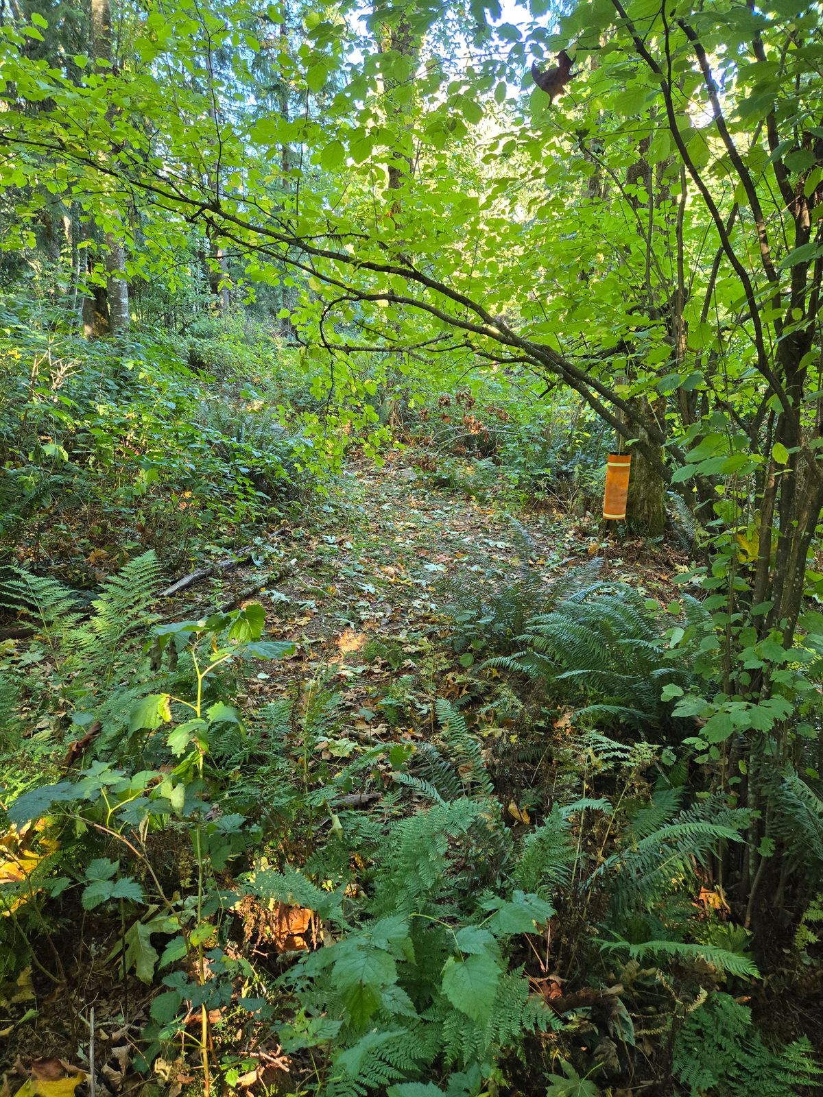 Putting in from my hole 12 drive.