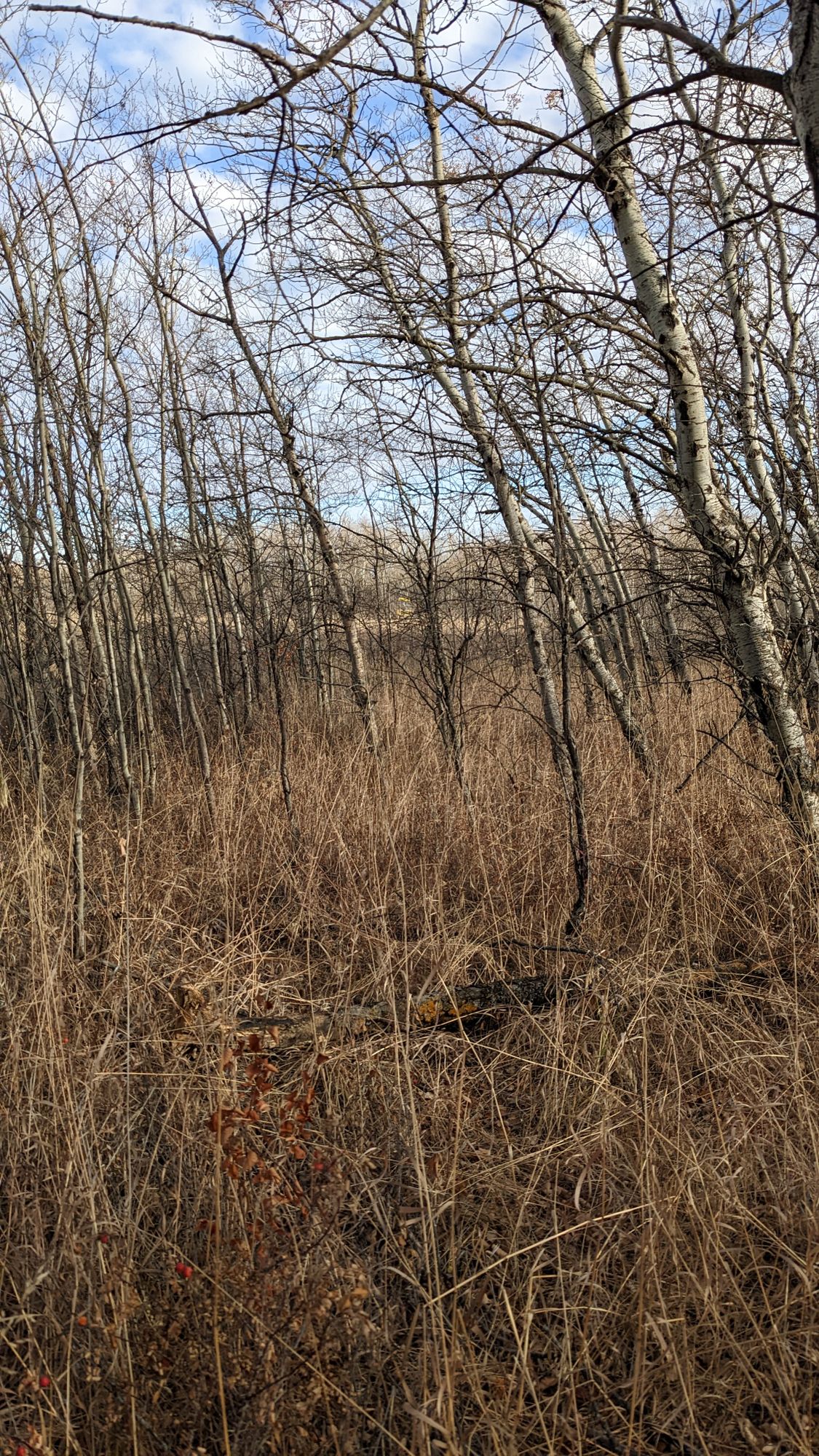 The goal is to go around these trees not through.