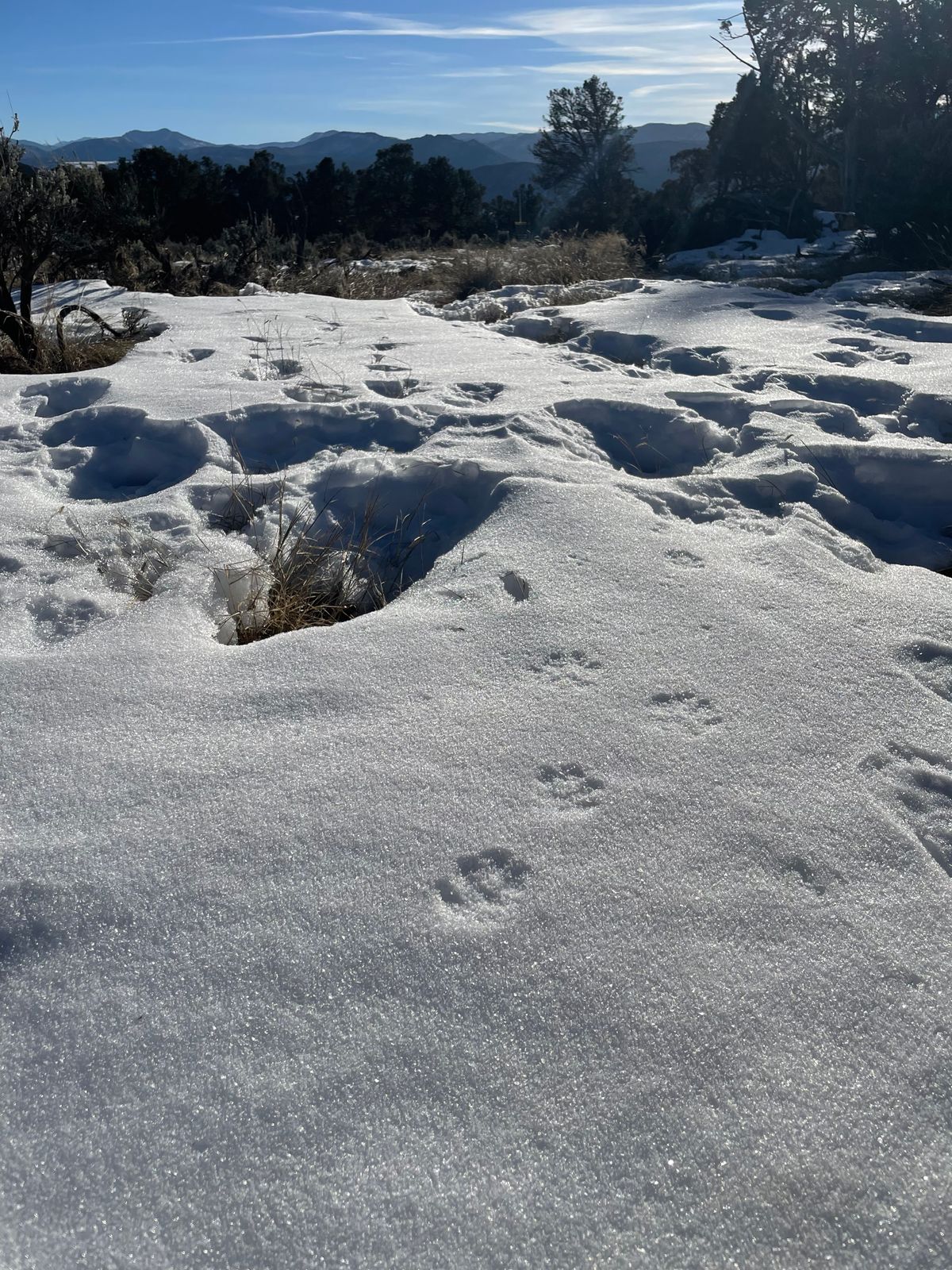 Wonder what kind of tracks those are 🤔