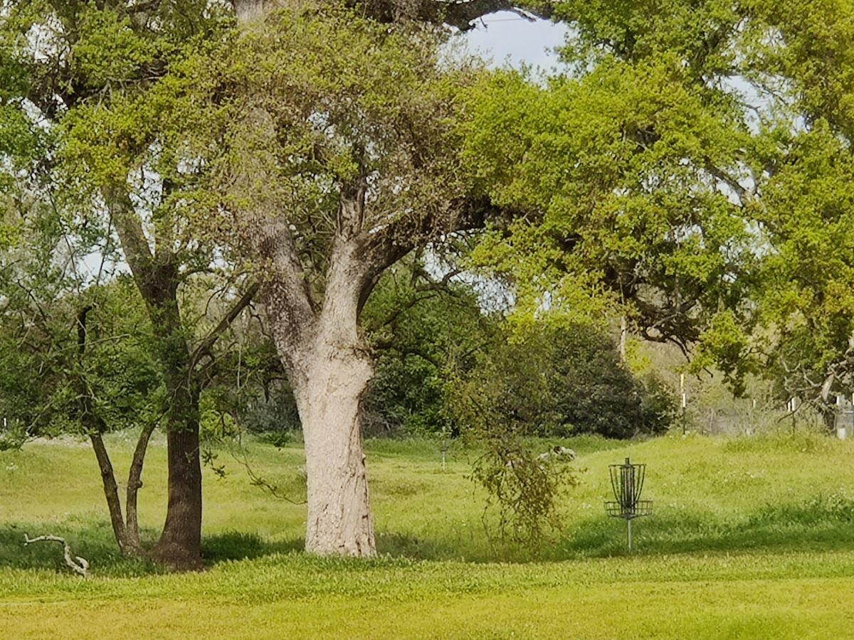 Pin 4 under the oak
