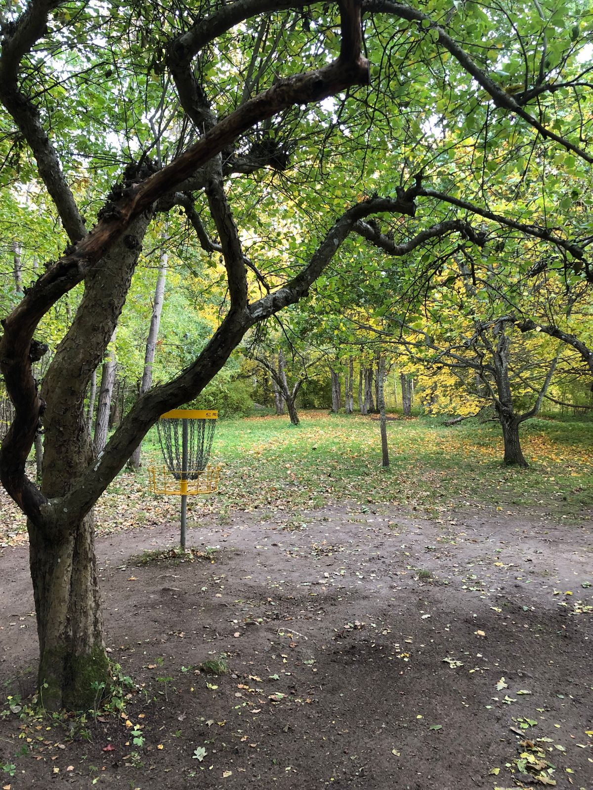 13 green