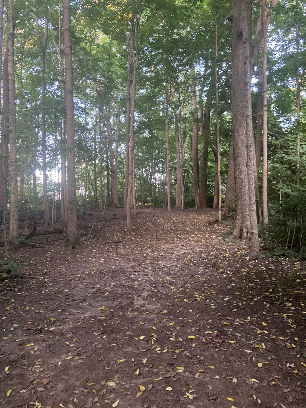 Hole B of 6 wooded holes
