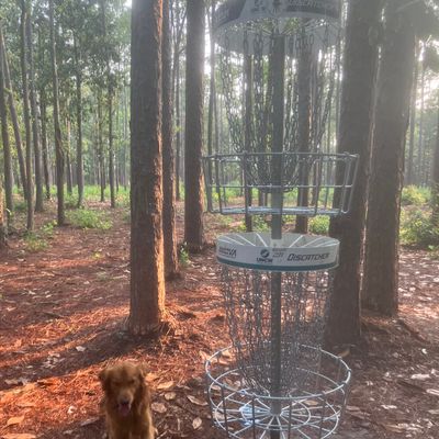 Leroy Brown at the double basket on hole 7.