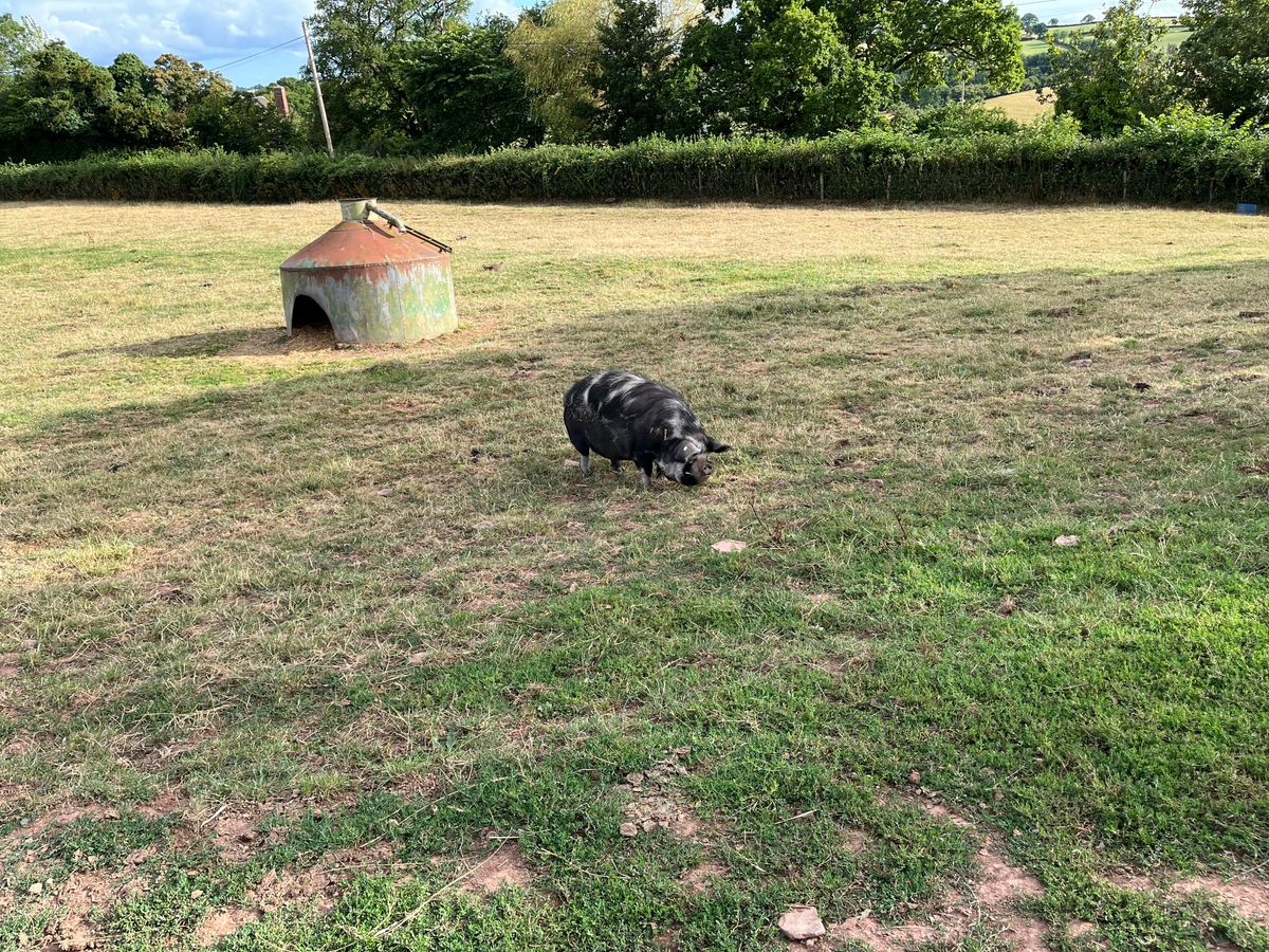 Pigs to start your round