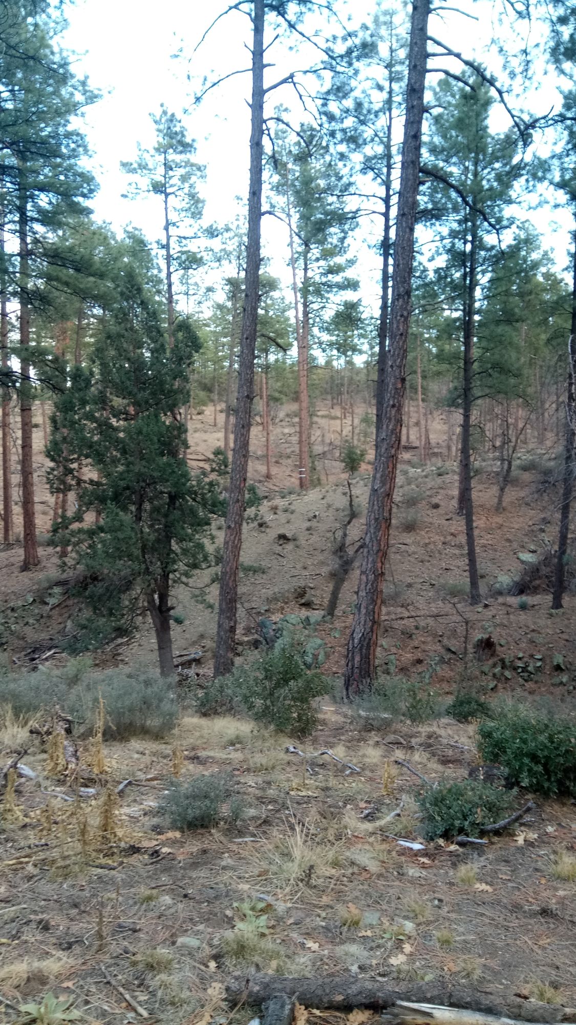 Hole #17 tee (177 ft, plays 183).