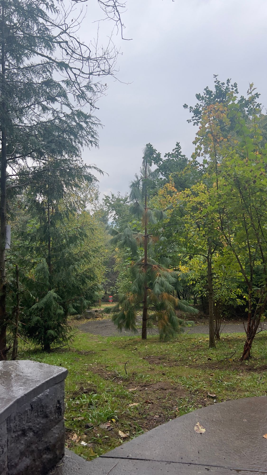 Hole 6 tee