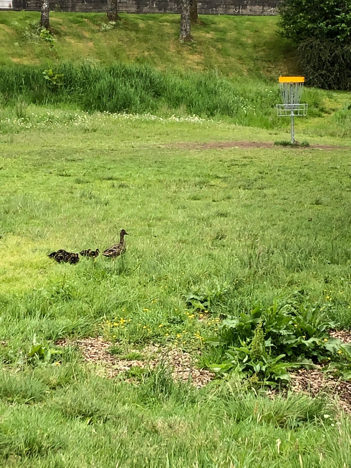 Family of ducks live in the area around Hole 3.
They seemed OK with us playing through...