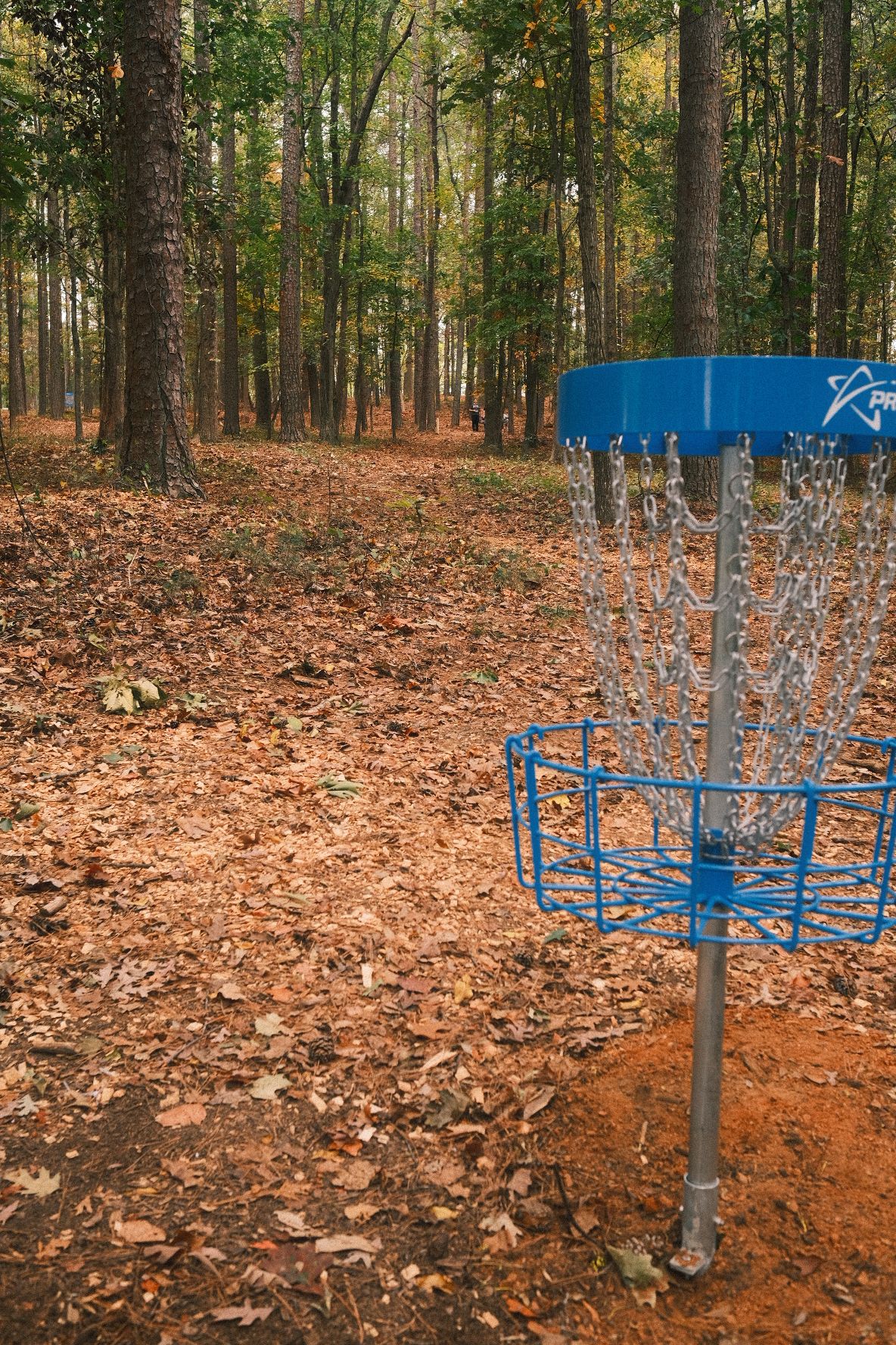 #16 basket looking at tee