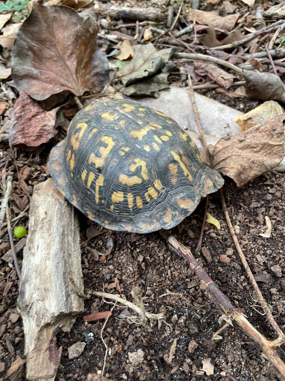 Box turtle Bennie